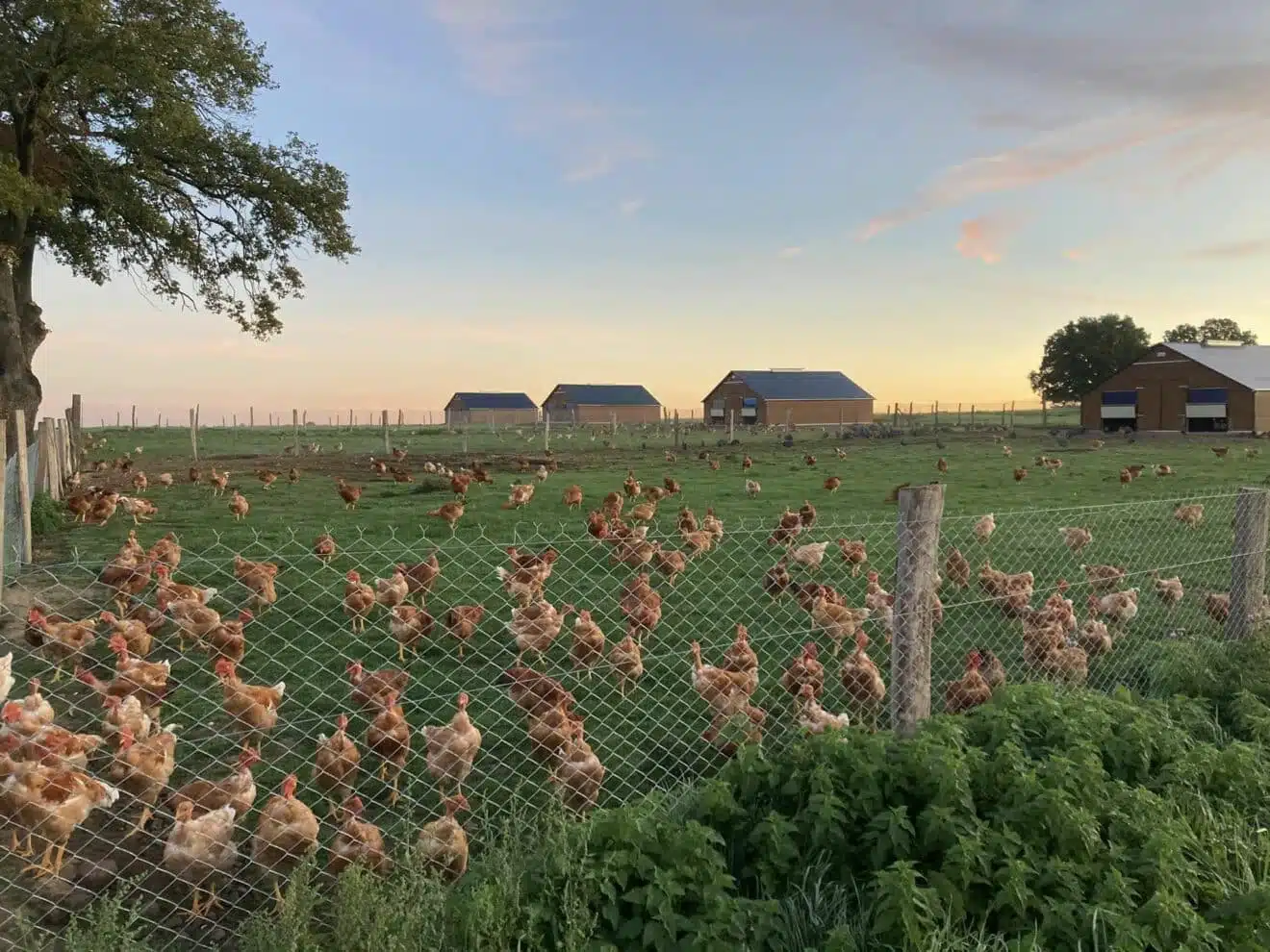Cabi 60m² shed for livestock farm