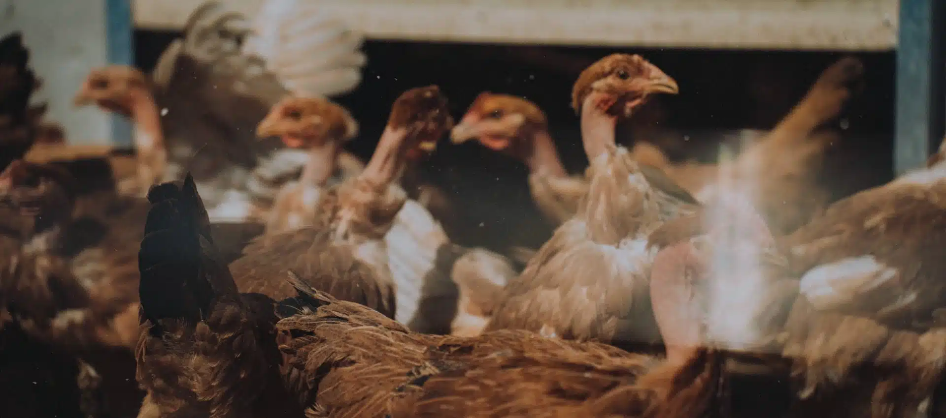 cabi-group-poules