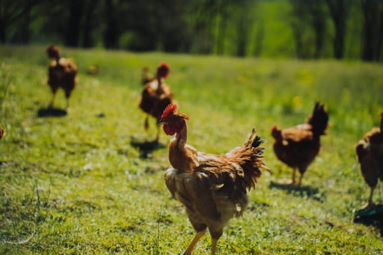 poules pondeuses en élevage avicole